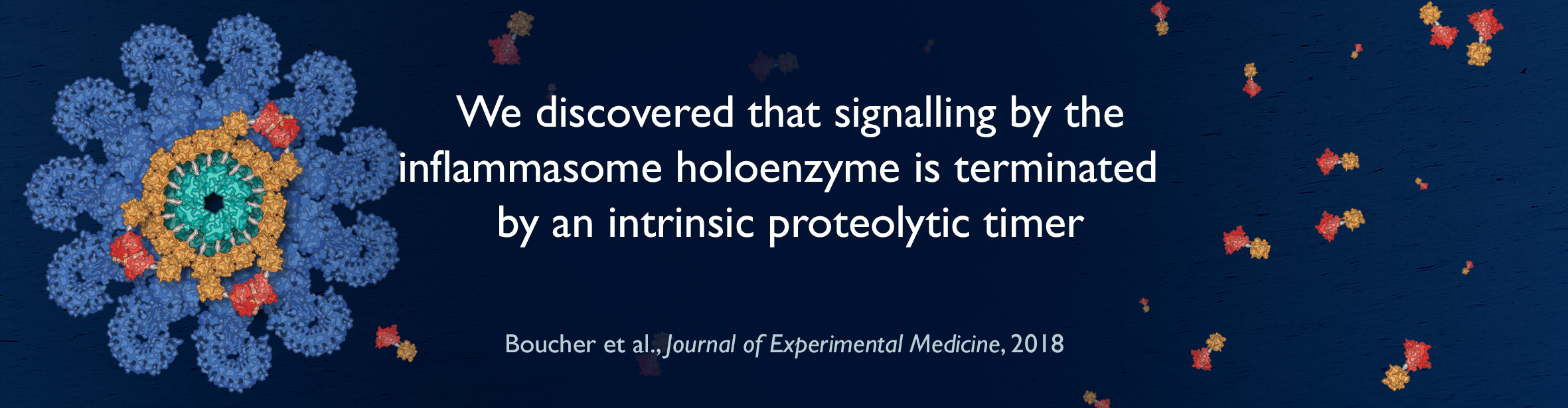 inflammasome holoenzyme proteolytic timer